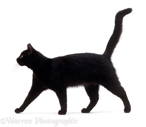 Photograph of Black cat, Rosie, walking profile. Rights managed white background image. Black Cat Walking, Cat Walking, Cat Profile, Frida Art, Cat Reference, Black Cat Art, Most Beautiful Cat Breeds, Cat Pose, A Black Cat