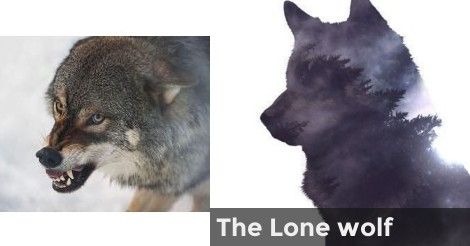 The Lone wolf | What type of wolf are you? Warrior Cats Quiz, Wolf Ranks, Types Of Wolves, Spirit Animal Quiz, The Lone Wolf, Animal Quiz, Wolf Colors, Wolf Quotes, Timber Wolf