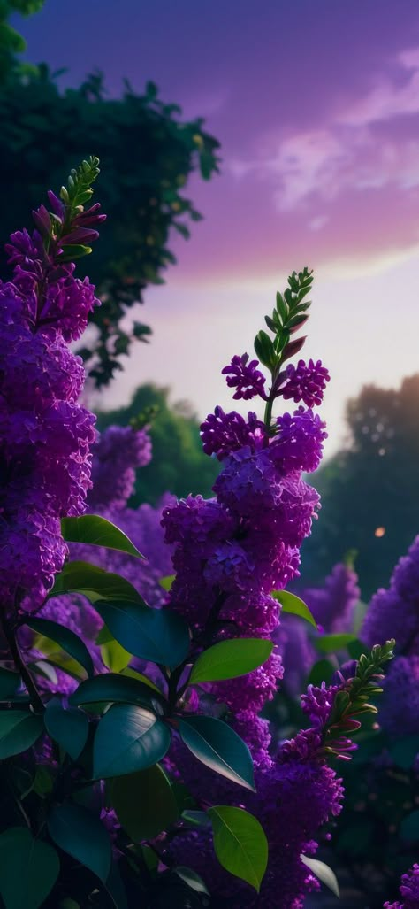 Sunset Purple, Purple Plants, Flowers Photography Wallpaper, Beautiful Scenery Pictures, Pretty Phone Wallpaper, Lovely Flowers Wallpaper, Plants Nature, Abstract Art Wallpaper, Wallpaper Nature Flowers