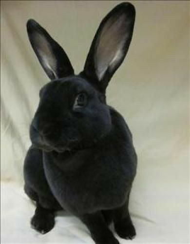 Satin Rabbit, Rex Bunny, Mini Rex Rabbit, Black Bun, Raising Rabbits, Rabbit Breeds, Beautiful Rabbit, Bunny Care, Black Bunny