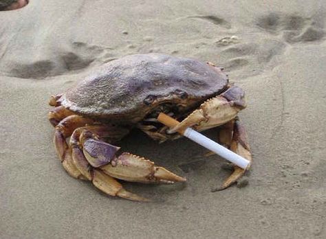 Pretty sure crab with a cigarette sums up me at the end of my mother's day double Funny Post, Im Falling, Crustaceans, Silly Animals, Funny Animal Memes, Book Humor, Animal Memes, Funny Posts, Zodiac Sign