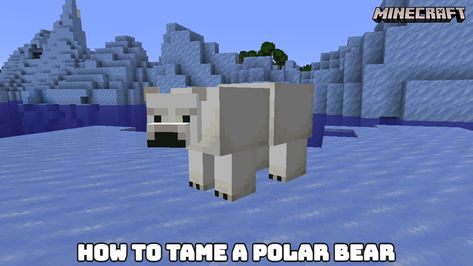 Bear Minecraft, Tame Animals, Types Of Fish, Minecraft Skin, Polar Bears, Minecraft Skins, Animal Jokes, Exotic Pets, Long Distance