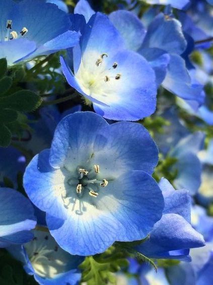 Blue Flower Pictures, Blue Plants, Blue And Purple Flowers, Nothing But Flowers, Blue Garden, Flower Therapy, Beautiful Bouquet Of Flowers, Pretty Plants, Beautiful Flowers Pictures