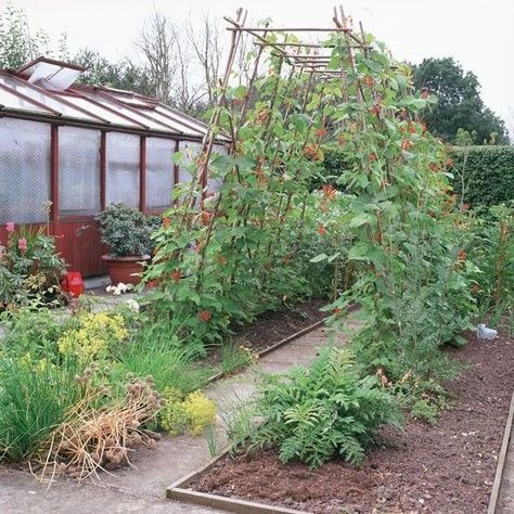 Bean Arch, Bean Tunnel, February Gardening, Winter Start, Vegetable Garden Layout Design, Allotment Ideas, Allotment Garden, Vegetable Gardening Ideas, Veg Patch