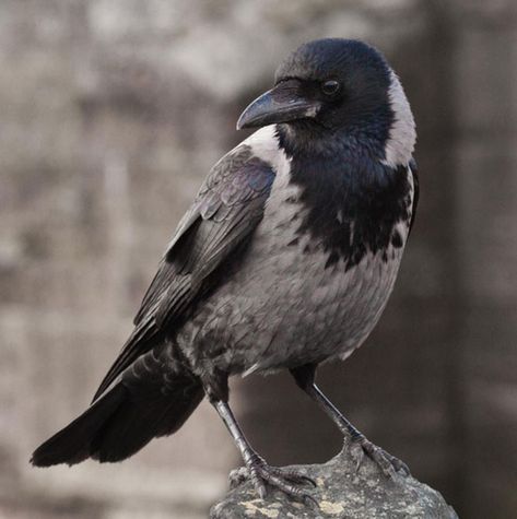 During my recent mind-blowing trip to Israel, one of the things that I did not expect to blow my mind was the local birds. Well, one bird in particular. And not the bluish sparrow-like thing that f… Hooded Crow, Scottish Wildlife, Crow Flying, Jackdaw, Crows Ravens, Bird Pictures, Bird Species, Kraken, Crows