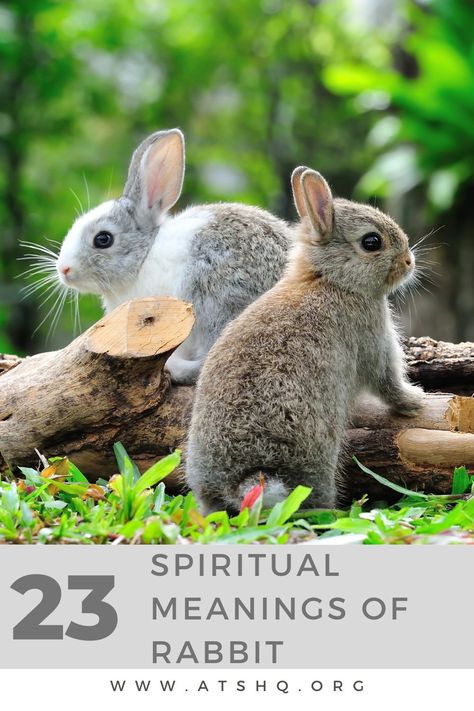 Wild Rabbit Tattoo, Rabbit Rabbit First Of The Month, Rabbit Spiritual Meaning, Bunny Meaning, Rabbit Symbolism, Rabbit Totem, All About Rabbits, Goddess Names, Wild Rabbit