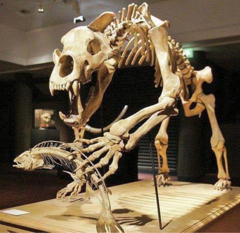 Fossil skeleton of a prehistoric cave bear (Ursus spelaeus) catching fish. Such bears lived between 200,000 to 20,000 years ago. Prehistoric Mammals, Animal Skeleton, Skull Reference, Dragon Bones, Skeleton Anatomy, Cave Bear, Animal Skeletons, Fossil Bones, Animal Anatomy