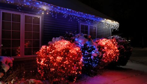 Christmas Bush Decorations, Christmas Lights In Bushes, Christmas Lights On Shrubs, Christmas Lights On Bushes Outdoor, Exterior Christmas Lights, Outdoor Christmas Decorations Lights, Blue Christmas Lights, Christmas Outdoors, Christmas Lights Outside