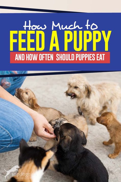 How Much to Feed a Puppy & How Often Should Puppies Eat What Can Puppies Eat, Puppy Feeding Schedule, Feeding Puppy, Morkie Dogs, Potty Training Puppy, Dog Training Advice, Lab Puppy, Puppy Training Tips, Dog Nutrition