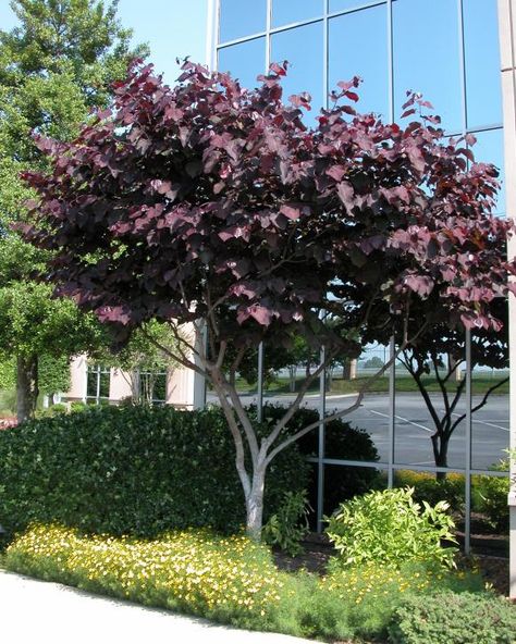 Forest Pansy, Screening Plants, Cercis Canadensis, Eastern Redbud, Patio Trees, Screen Plants, Tree Growth, Redbud Tree, Ornamental Trees