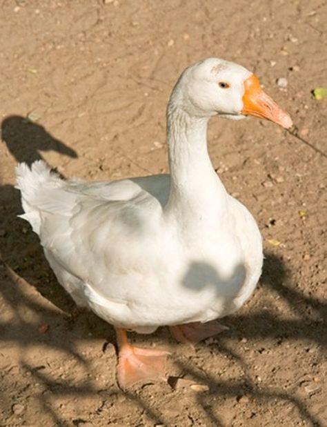 One Mother Goose nursery rhyme asks a goose where it has wandered. No question exists as to where plastic and concrete goose lawn ornaments have wandered; they have flocked to America's front yards from coast to coast in the last 30 years. Some have alighted in elementary schools and offices. Goose Costume, Concrete Goose, Concrete Yard, Porch Goose, Lawn Goose, Mother Goose Nursery, Goose Nursery, Painting Cement, Goose Clothes