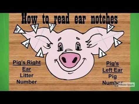 Pig Ear Notches, Agriculture Education Classroom, 4 H Clover, Ag Science, Livestock Judging, Ag Education, Pig Showing, Raising Pigs, Pig Pen