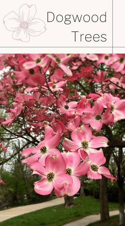 Discover everything you need to know about a variety of beautiful Dogwood trees. In the early summer, the Evergreen Dogwood produces elegant white to creamy-yellow flowers throughout its canopy. In the fall, reddish fruit that look somewhat like strawberries appear, which the birds love feasting on. #dogwood tree #white dogwood #trees #front yard #crazycatcoffee Pink Flowering Dogwood Tree, Pink Dogwood Tree Landscapes, Red Dogwood Tree, Dogwood Trees In Landscaping, Flowering Trees For Front Yard, Dogwood Tree Landscaping, Trees Front Yard, Trees With Flowers, Flowering Dogwood Tree