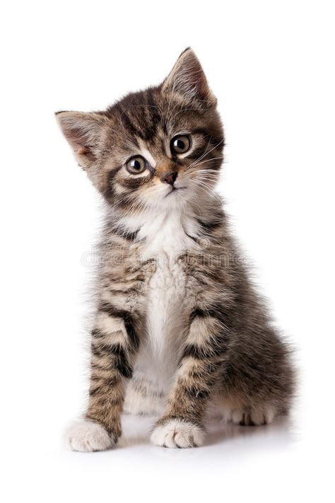 Burmese Kittens, Flea Shampoo For Cats, Teacup Cats, Herding Cats, Kitten Images, Fluffy Kittens, Image Chat, Kinds Of Cats, Cat Pose