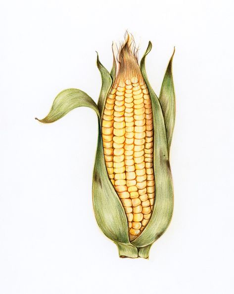 Corn Illustration, Corn Drawing, Corn Painting, Vegetable Drawing, Ear Of Corn, Vegetable Illustration, Corn Plant, Indian Pottery, Free Illustration Images