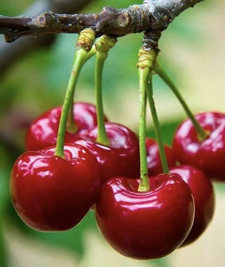 Berries Photography, Cherry Plant, Rainier Cherries, Growing Fruit Trees, Plant Seedlings, Cherry Fruit, Fruit Photography, Fruit Seeds, Small White Flowers