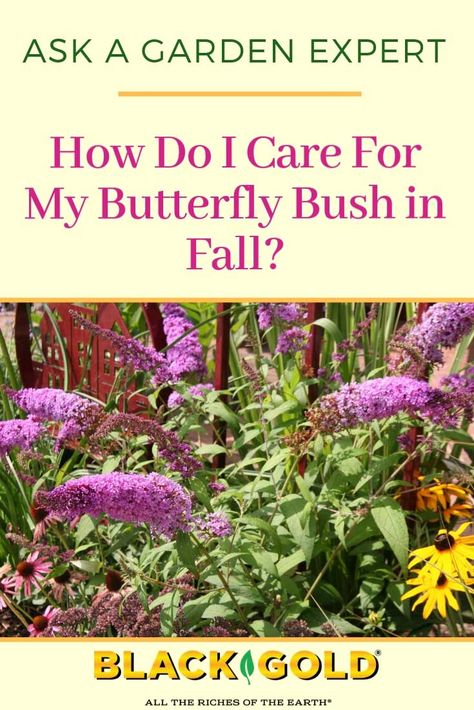 Pruning Butterfly Bush, Butterfly Bush Care, Fort Bragg California, Cheap Landscaping Ideas, My Butterfly, Butterfly Plants, Backyard Flowers, Fall Care, Butterfly Bush