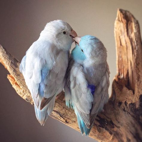 Bird Photography Captures the Love Between Pacific Parrotlets Wild Birds Photography, Birds For Sale, Beautiful Chickens, Most Beautiful Birds, Bird Supplies, Bird Pictures, Exotic Birds, Pretty Birds, Colorful Birds