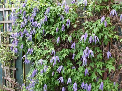 Clematis alpina (Alpine Clematis) is a medium-sized deciduous climber with leaves divided into 9 narrow-lanceolate leaflets. The flowers... Clematis Alpina, Shady Border, Garden Perennials, Shade Shrubs, Starter Plants, Perfect Plants, Flowering Vines, Types Of Soil, Types Of Plants