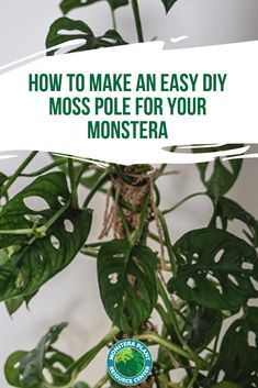 Monstera plants love to grow and do well when they have a place to climb. Learn how to make an easy DIY Moss Pole for your Monstera plant. #monstera Diy Moss Pole, Indoor Gardening Supplies, Diy Moss, Monstera Plants, Moss Pole, Indoor Trees, Indoor Gardens, Plant Decor Indoor, Monstera Plant