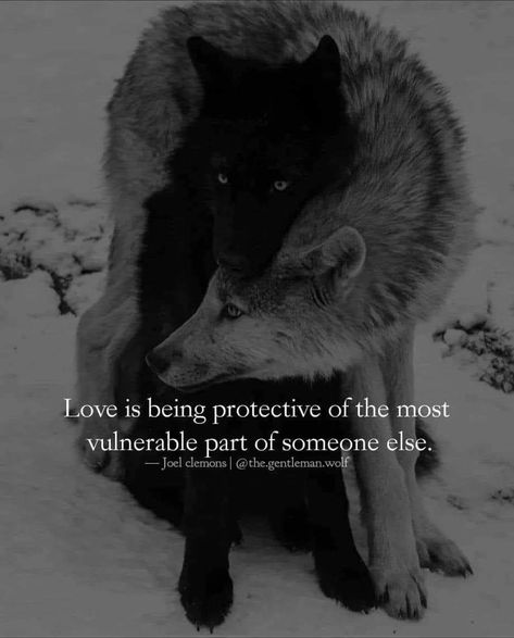 Wolf Red Riding Hood, Marriage Partnership, Wolf Family, Skull Blanket, Wolf Warriors, The Conduit, Self Thought, 3am Thoughts, Wolf Quotes