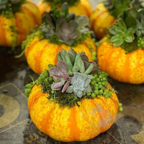 Costco Has New Succulent Gardens in Real Pumpkins That Are Perfect for the Thanksgiving Table Black Succulents, Real Pumpkins, Succulent Pumpkin, Succulents Candles, Mini Decor, Succulent Gardens, Succulent Planters, Decor Pieces, Thanksgiving Table