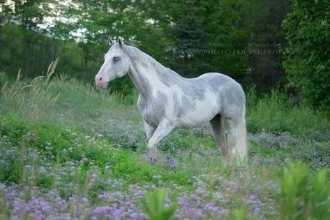 Gray paint horse - the gray will fade to near white with age Lego Horse, Aesthetic Horses, Unique Horses, Rare Horses, American Paint Horse, Horse Coats, Horse Ideas, Pinto Horse, Paint Horse