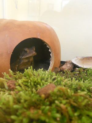 I want!... Love the setup of the terrarium American Toad Tank, Toad Terrarium Ideas, Toad Tank Setup, Toad Enclosure Ideas, Toad Enclosure, Frog Village, Toad Terrarium, Toad Habitat, Frog Paludarium