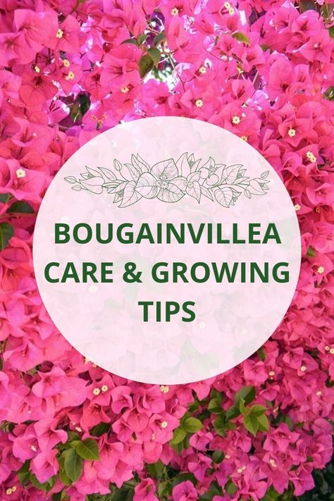 Growing Bouganvilla In Pots, Bougainvillea Garden Ideas, Boganvila Plant Wall, Bougainvillea Front Porch, Bougainvillea Trellis Ideas, Bouganvilla Flower Arrangement, Bouganvilla Care How To Grow, Boganvila Plant, Bouganvilla Landscaping