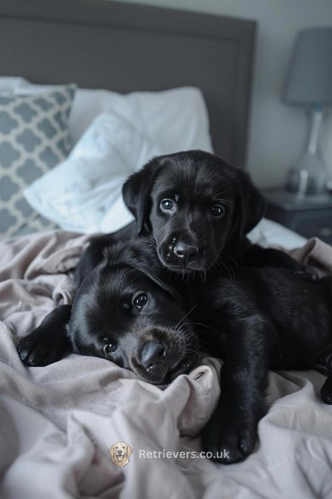 Wake up to the sweet gaze of these black Labrador siblings! Their heart-melting cuddles and innocent eyes are the perfect start to any day. 🌅🐶 #MorningCuddles #LabradorPuppies #PuppyLove #SiblingGoals #AdorableDogs Whether they're your alarm clock or your nap buddies, these Labs remind us of the simple joys in life. Get your daily dose of 'aww' and insights on raising happy, healthy puppies. Pin to spread the puppy love and keep the cuteness coming! Aesthetic Labrador Puppy, Black Labrador Dog Wallpaper, Labrador Black Puppy, Black Lab Puppies Aesthetic, Lab Mix Puppies, Labrador Black Dog, Innocent Eyes, Black Labrador Dog, Puppy Photography