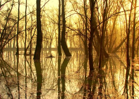 Fire Reference, Flooded Forest, Beautiful Flowers Pictures, Flower Pictures, Serbia, Beautiful Flowers, Tree Trunk, Mood Board, Beautiful Places