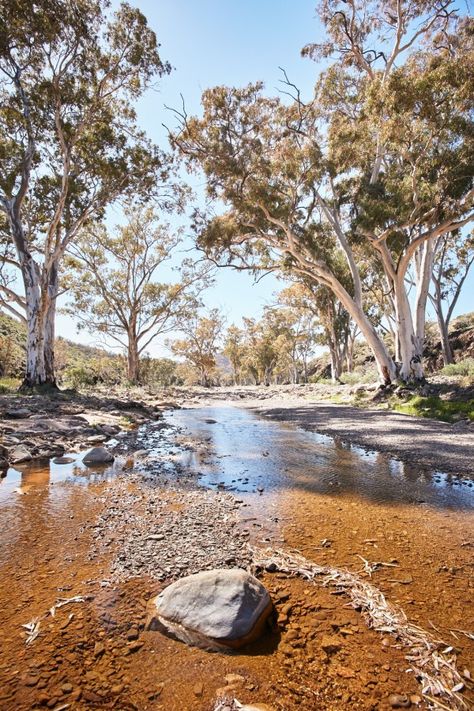 Australian Landscapes, Australia Landscape, Australian Trees, Australia Photos, Outback Australia, Australian Bush, Cheap Flight, Cheap Flight Tickets, Fairy Queen