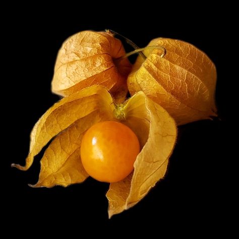 Cape gooseberry (fruit) Golden Berry, Gooseberry Fruit, Twenty Dollar Bill, Cape Gooseberry, Food Art Photography, Most Favorite, Food Art, Art Photography, Fruit