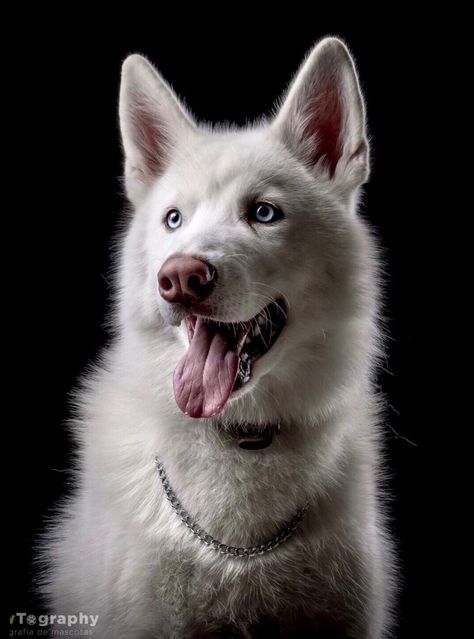 ‘Isabella’ husky with blue eyes. Small Dog Drawing, Husky With Blue Eyes, White Siberian Husky, Dog Tattoo Ideas, Beautiful Dogs Photos, Dog Anatomy, Dog Photoshoot, Cute Dog Pictures, Pet Pigs