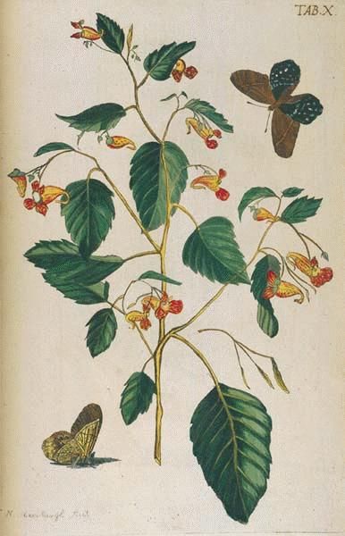 Jewelweed (Impatiens capensis Meerb.) Wild Edibles, Botanical Drawings, Picture Collection, Art Clipart, Medicinal Plants, Floral Illustrations, Pictures Images, Native Plants, Botanical Illustration