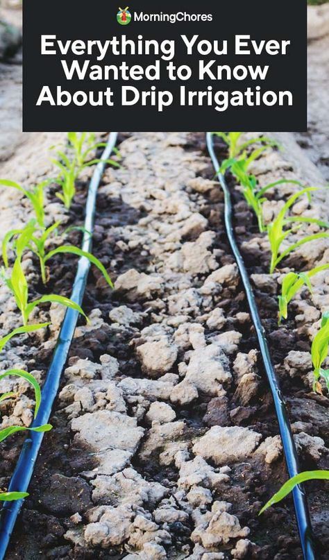 Everything You Ever Wanted to Know About Drip Irrigation Irrigation Diy, Drip Irrigation Diy, Drip Tape, Garden Watering System, Garden Cactus, Water Irrigation, Conserve Water, Drip Irrigation System, Garden Types