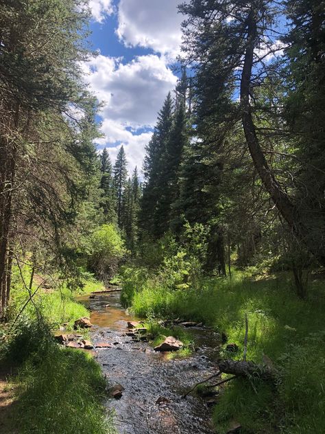 Mule Creek Trail, Pike National Forest, Woodland Park, Colorado, United States of America | AllTrails.com Naches Peak Loop Trail, Foothills Trail, Eagle Creek Trail Oregon, Colorado Trail, Mammoth Cave National Park, Winter Hike, Petrified Forest National Park, Pig Trail Scenic Byway, Woodland Park