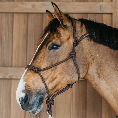 Expertly designed for both groundwork and riding exercises, providing multiple precision points for enhanced communication with your horse. The Dy'on Working Training Halter is finished with durable leather, ensures optimal control and performance. Halter Horse, Mens Leisure Wear, Riding Exercises, Horse Halters, Horse Halter, Paddock Boots, Horse Rugs, Horse Boarding, Riding Tights