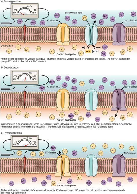 Resting Potential Neuron, Action Potential Nervous System, Neuron Communication, Resting Potential, Membrane Potential, Nerve Impulse, Action Potential, Study Biology, Ap Biology