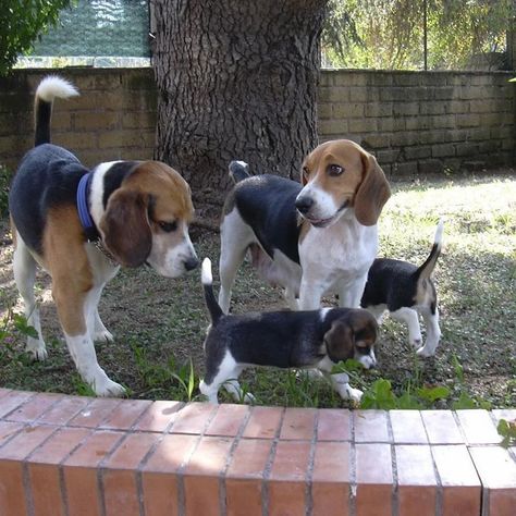 Adopt a Beagle | Bay Beagle Rescue Beagle Rescue, Baby Beagle, Beagle Puppies, Adoptable Beagle, Cute Beagles, Beagle Puppy, Beagle Dog, Hound Dog, Scottish Terrier