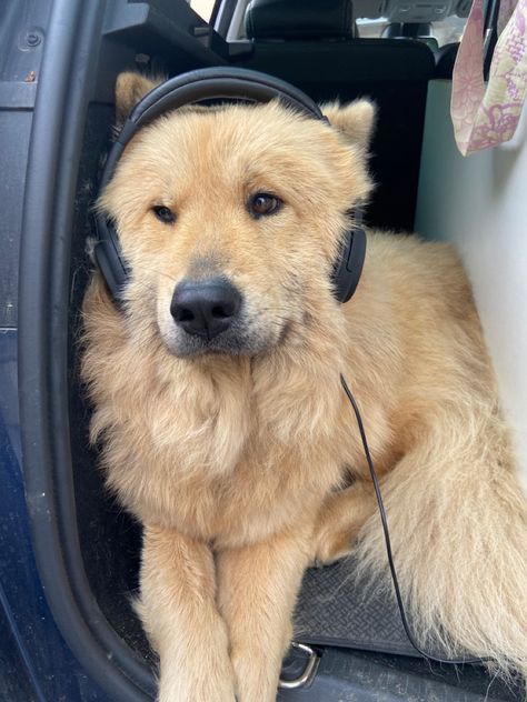 Dog Spotify Cover, Puppy With Headphones, Animal Listening To Music, Dog Listening To Music, Dog Wearing Headphones, Dog Pfps, Dogs With Hats, Dog With Headphones, Golden Cocker Retriever