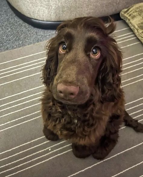 Chocolate Brown Puppy, Black And Brown Cocker Spaniel, Liver Cocker Spaniel, Full Grown Cocker Spaniel, Cocker Spaniel Merle, Brown Springer Spaniel, English Spaniel Cocker, Dark Brown Cocker Spaniel, Cocker Spaniel Puppies Brown