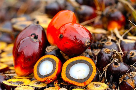 2,152 Palm Oil Tree Stock Photos, Pictures & Royalty-Free Images - iStock Palm Oil, Royalty Free Images, Poster Design, Royalty Free, Stock Photos, Illustrations