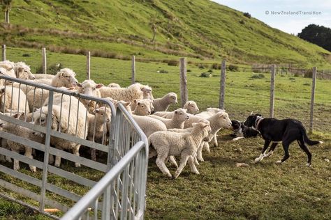 dog herding sheep in the paddock Dog Herding Sheep, Working Dogs Farm, Dog Herding, English Farm, Sheep Dog, Herding Dogs, Image Bank, Dream Lifestyle, Working Dogs