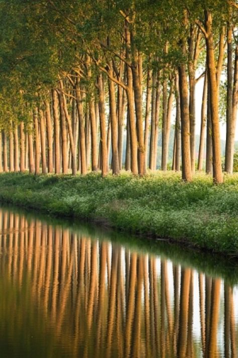 Love the composition of the vertical lines of the trees/reflections with the not quite horizontal/not quite diagonal line of the grassy bank. Tree Forest, Beautiful Tree, Amazing Nature, Beautiful World, Beautiful Landscapes, Wonders Of The World, Beautiful Photo, Places To See, Beautiful Nature