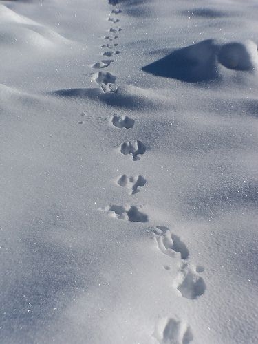 rabbit tracks in snow Were Rabbit, Rabbit Footprints, Rabbit Tracks, North American Animals, Animal Footprints, Wild Rabbit, Animal Tracks, Snow And Ice, Field Guide