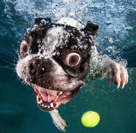 Rocco the Boston Terrier Cute Dogs For Sale, Underwater Dogs, Wildlife Wallpaper, Underwater Pictures, Water Dog, Silly Dogs, Animal Wallpaper, Dog Photos, Animal Photography