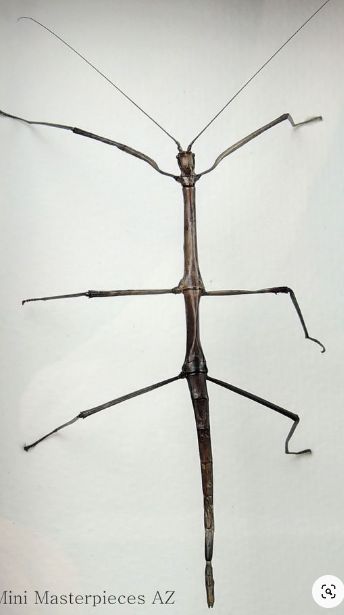 Stick Insect Drawing, Stick Bug Drawing, Beatles Insect, Mounted Insects, Walking Stick Bug, Walking Stick Insect, Beatles Ideas, Curiosities And Oddities, Bug Taxidermy