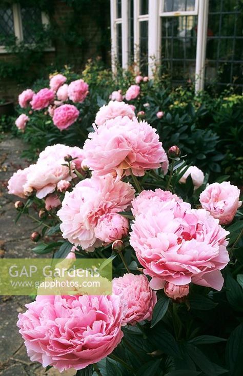 Paeonia Sarah Bernhardt, Peony Flower Garden, Peony Sarah Bernhardt, Sarah Bernhardt, The Manor House, Driveway Landscaping, Cut Flower Garden, Peonies Garden, Plant Photography