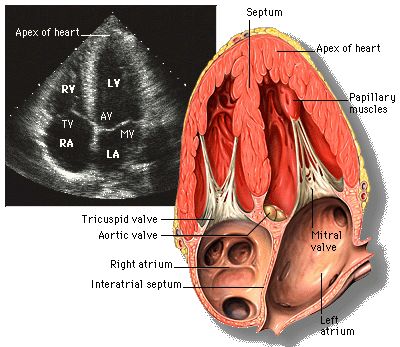 Diagnostic Medical Sonography Student, Cardiac Sonography, Sonography Student, Vascular Ultrasound, Diagnostic Medical Sonography, Medical Student Study, Cardiac Nursing, Medical School Studying, Nursing School Notes